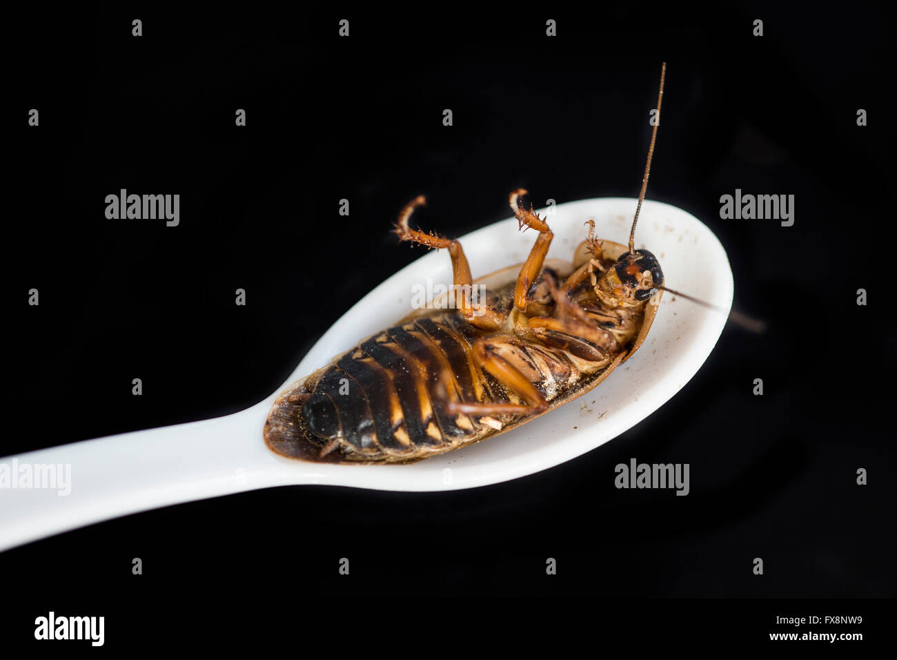 La produzione su larga scala di insetti commestibili (scarafaggi-Blaptica Dubia) in Olanda Foto Stock