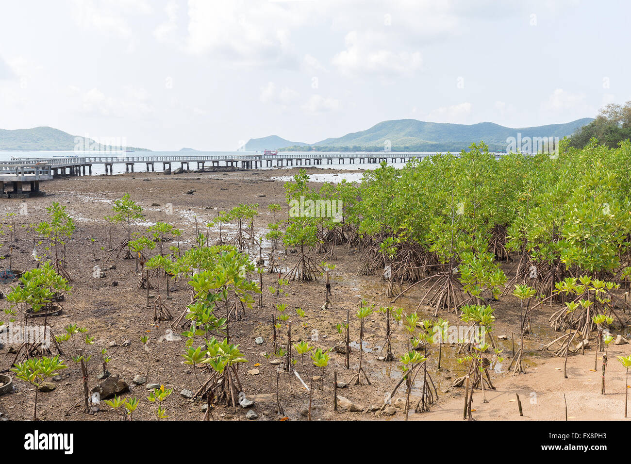 Foglie verdi alberi di mangrovie crescere sul bagnato di acqua salmastra spiaggia o la foresta di mangrovie in Thailandia. Foto Stock