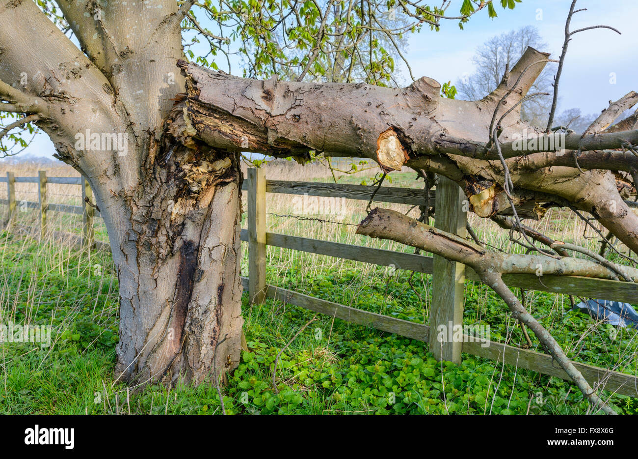 Struttura danneggiata con il ramo interrotto e la rottura di una recinzione di legno. Foto Stock