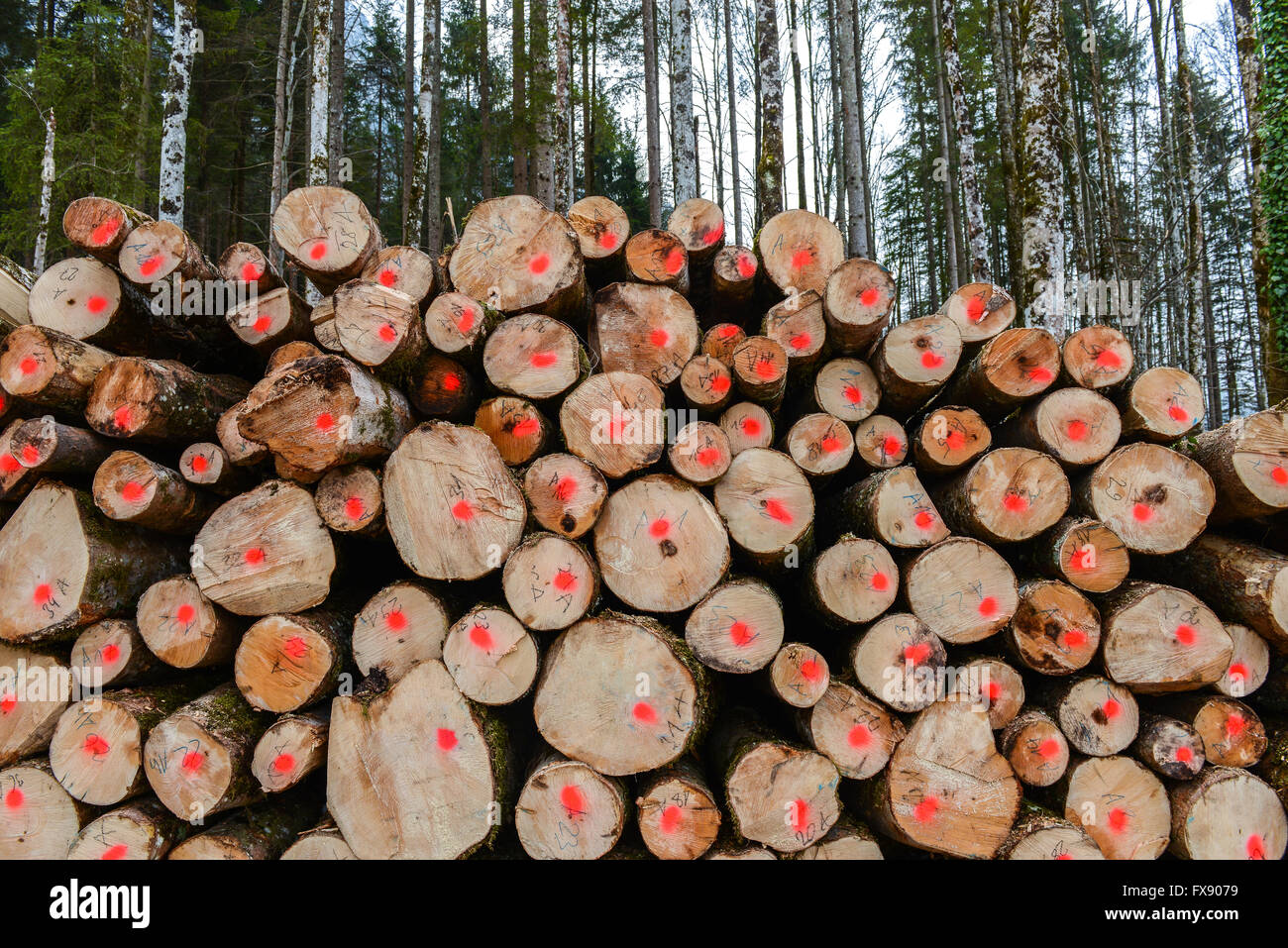 Tronchi di legno nella foresta Foto Stock