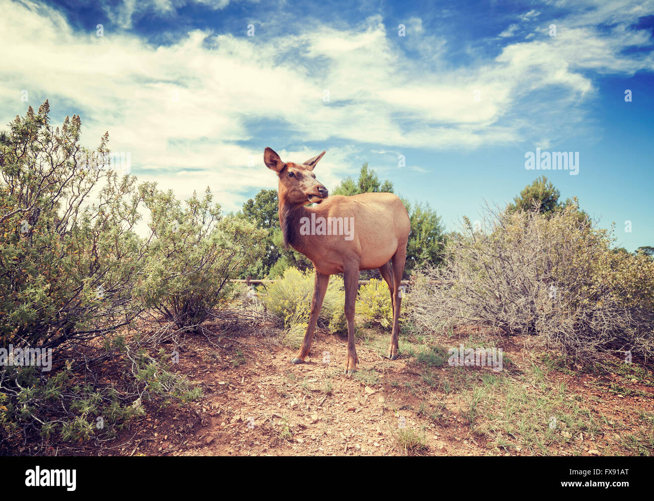 Vintage foto stilizzata di una femmina di alce nel Parco Nazionale del Grand Canyon, Arizona, Stati Uniti. Foto Stock