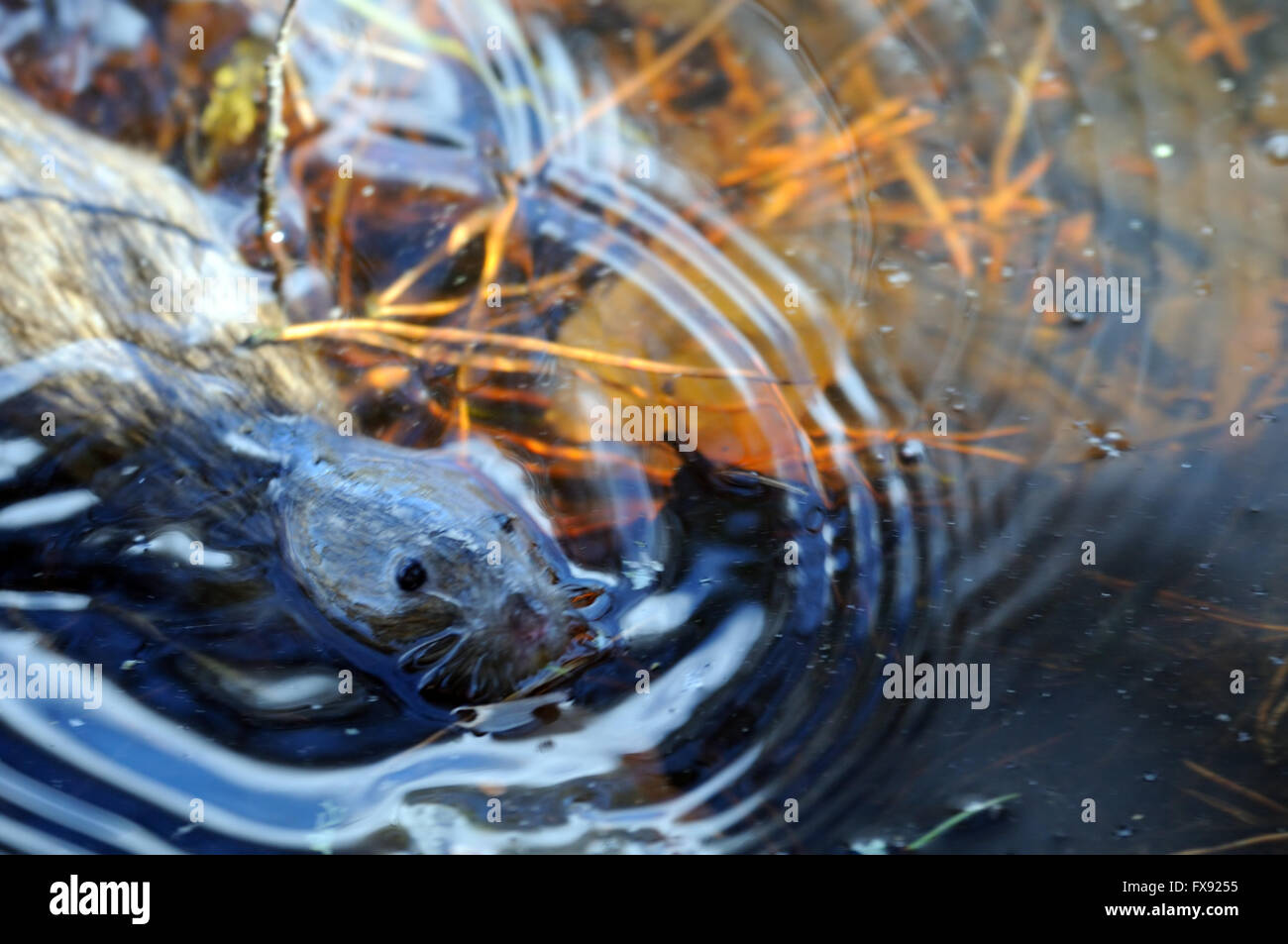 European water vole dopo il tuffo nella primavera del lago. Foto Stock