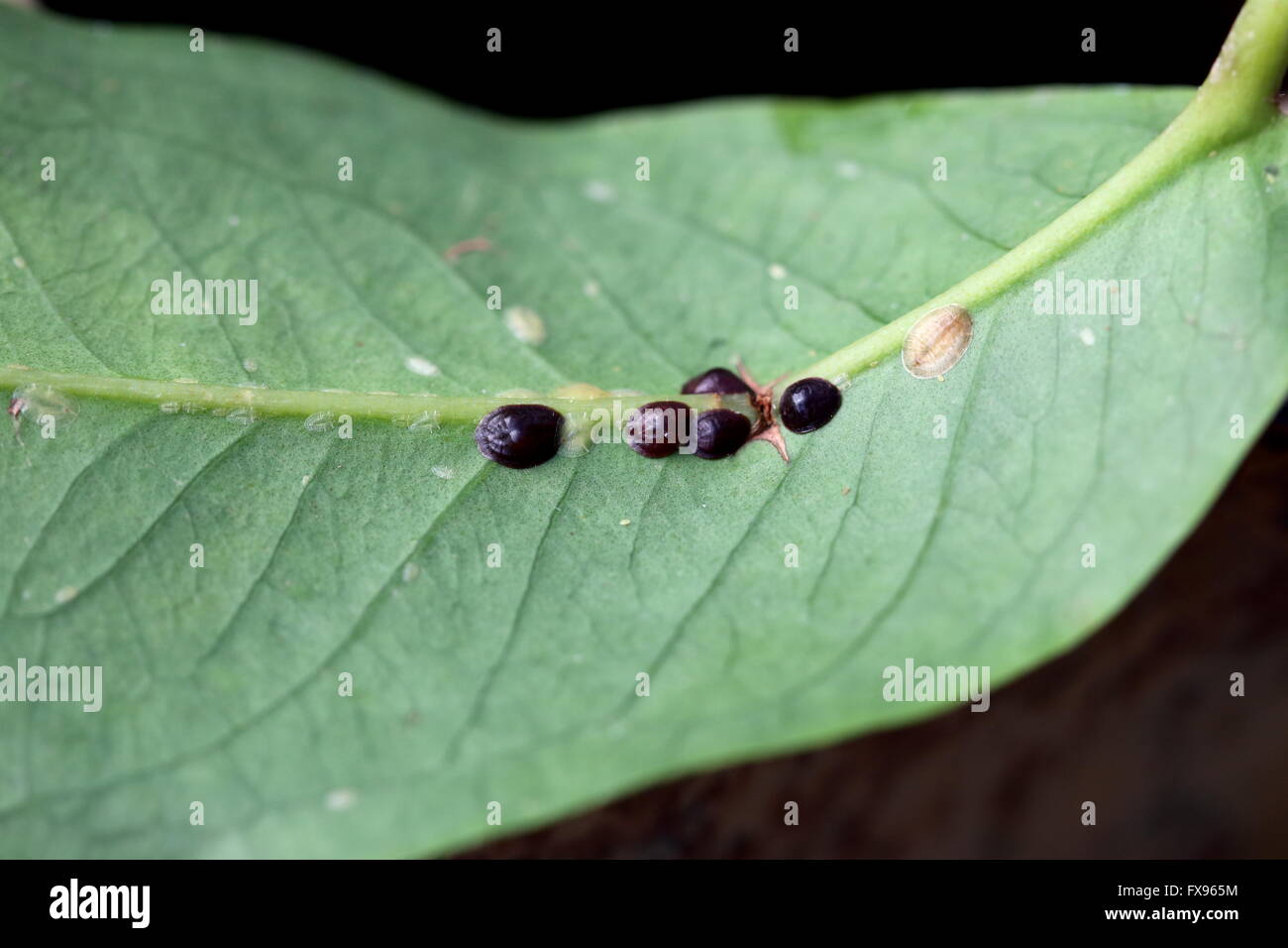 Immagine macro di insetti di scala su Syzgium samarangense foglia, altri nomi comprendono soft scale, scale di cera o scale di tartaruga. Foto Stock