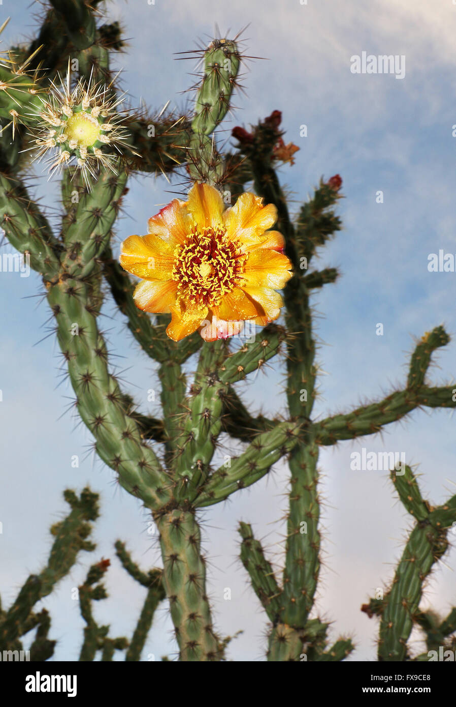 Phoenix, Arizona, Stati Uniti. Decimo Apr, 2016. Una fioritura Staghorn Cholla cactus al McDowell Sonoran preservare situato vicino a Scottsdale, Arizona. © Kevin E. Schmidt/ZUMA filo/Alamy Live News Foto Stock