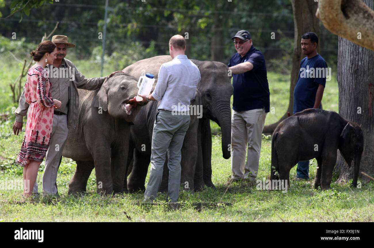 Guwahati, Assam, India. Il 13 aprile 2016. Un handout picture, datata 13 aprile 2016, mostra il principe William (C) e Dutchess Kate (L) di avanzamento elefanti presso il centro di riabilitazione per animali selvatici di Guwahati, Assam, India. Il centro è gestito da IFAW (International Fund for Animal Welfare) Wildlife Trust per l'India (WTI) e la foresta regionale Assam agenzia (AFD). La British Royal giovane è su un viaggio di una settimana in visita in India e Bhutan. Credito: dpa picture alliance/Alamy Live News Foto Stock