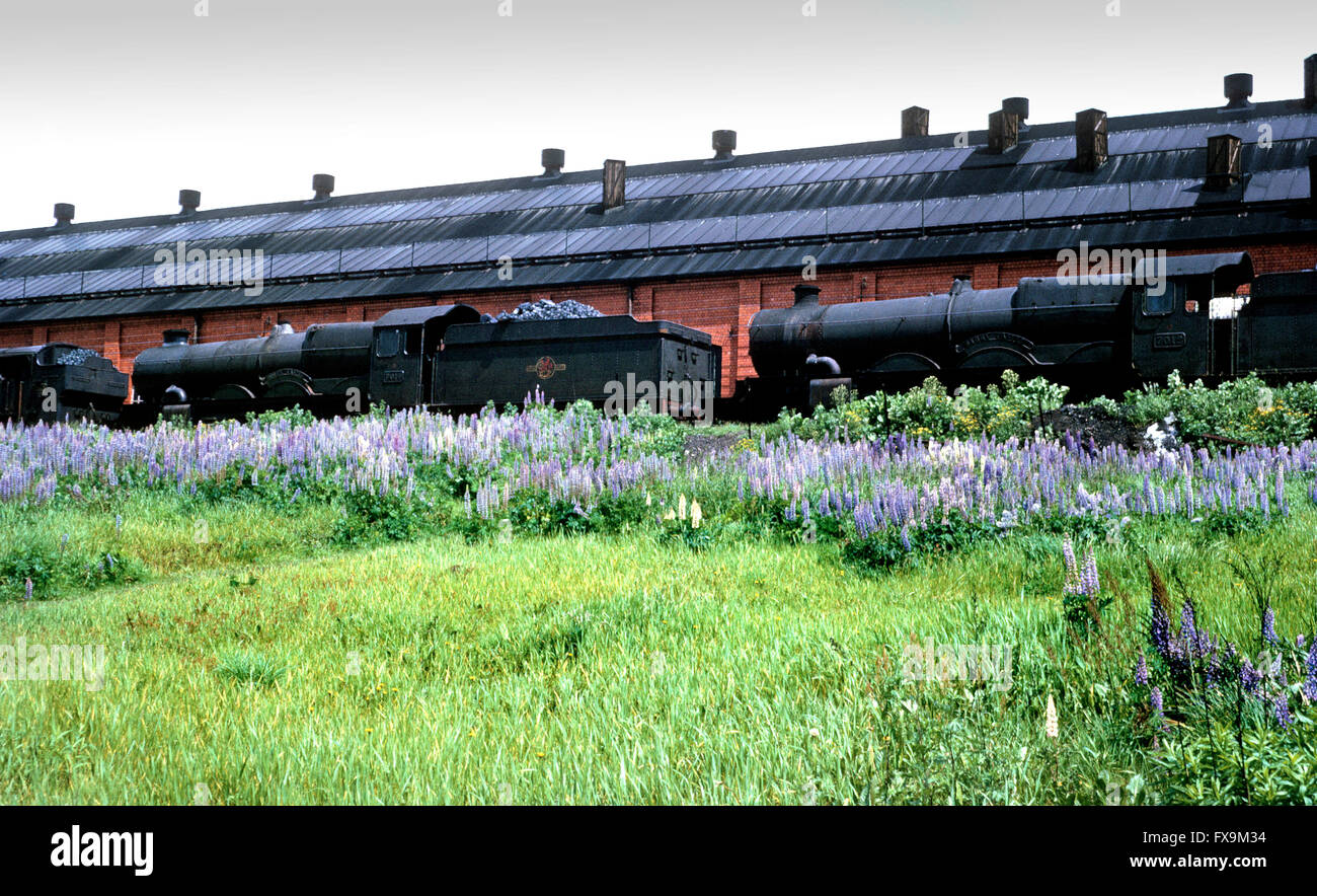 Locomotive a vapore a Oxley in Wolverhampton Castello 7024 e 5089 1964 Foto Stock