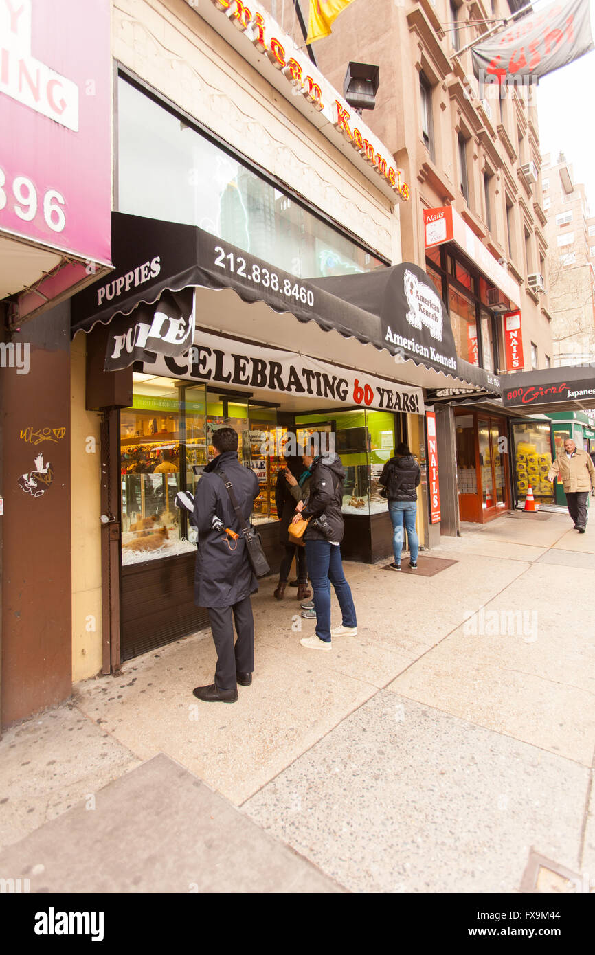 American canili pet shop, Lexington Avenue, New York City, Stati Uniti d'America Foto Stock
