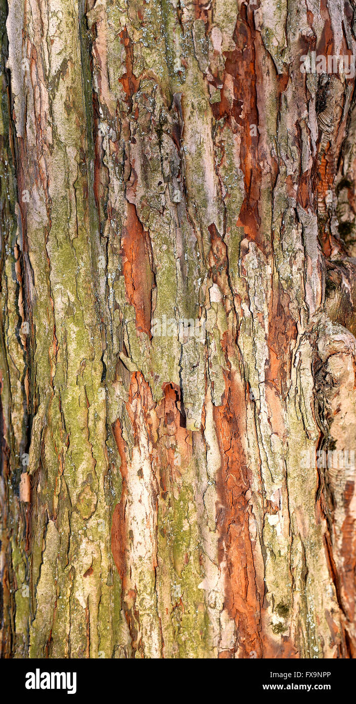 Bellissima struttura della corteccia di un albero fotografato vicino fino Foto Stock