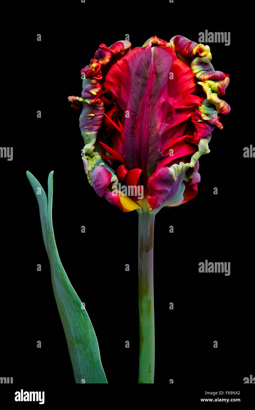 Tulipano rococò su sfondo scuro Foto Stock