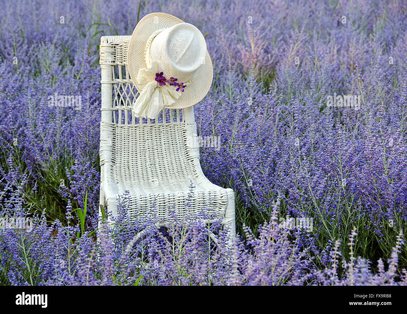 Hat sulla sedia di vimini nel campo russo di salvia in Michigan. Foto Stock