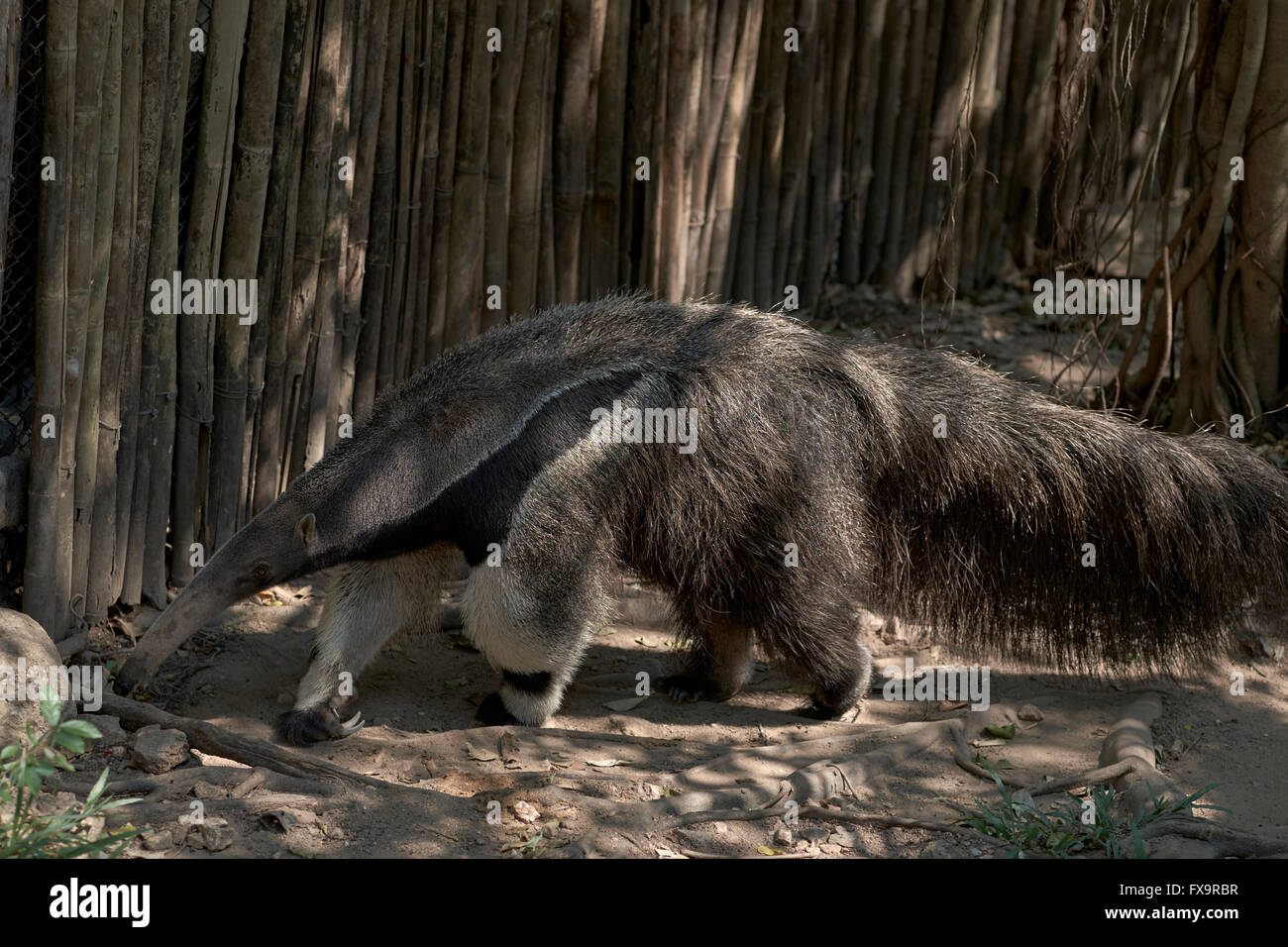 Anteater gigante (alias Ant Bear) tridattila mirmecophaga Foto Stock