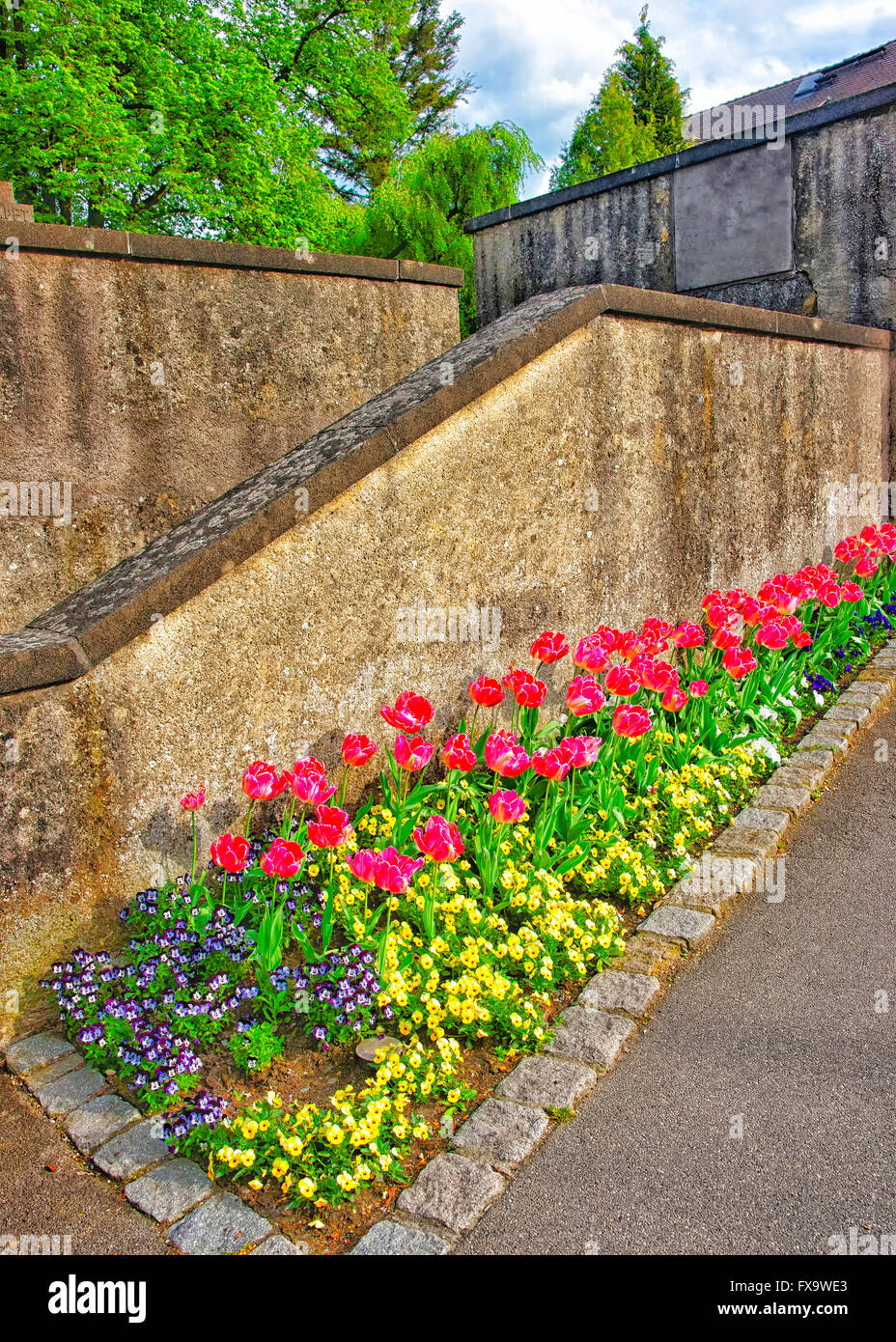 Tulipani e kiss me quick fiori in un aiuola di fiori in Isola di Reichenau sul Lago di Costanza. Reichenau è un'isola nel Baden-Wurttemberg in Germania. Foto Stock