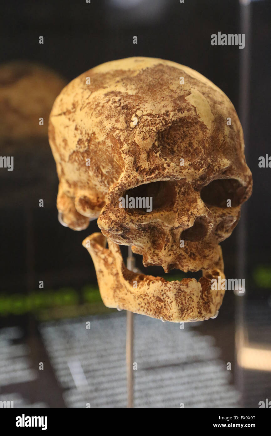 Homo Sapiens. Cro-Magnon. Early Modern umano. Europea del Paleolitico superiore. Cranio di replica. Foto Stock