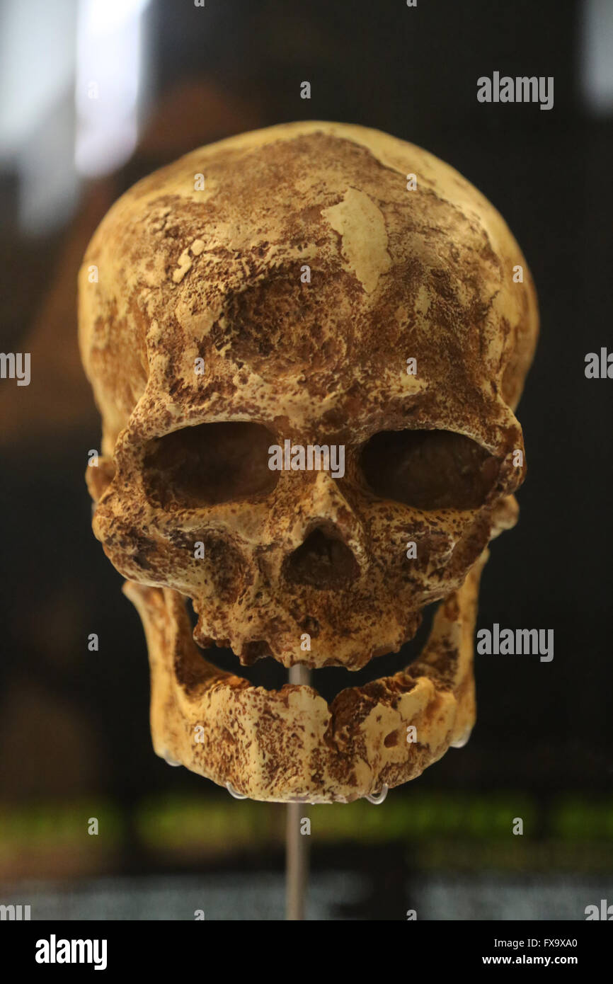 Homo Sapiens. Cro-Magnon. Early Modern umano. Europea del Paleolitico superiore. Cranio di replica. Foto Stock