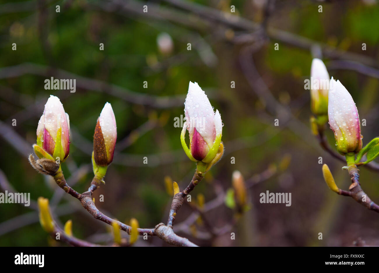 Magnolia bud su un albero vicino fino a primavera park Foto Stock