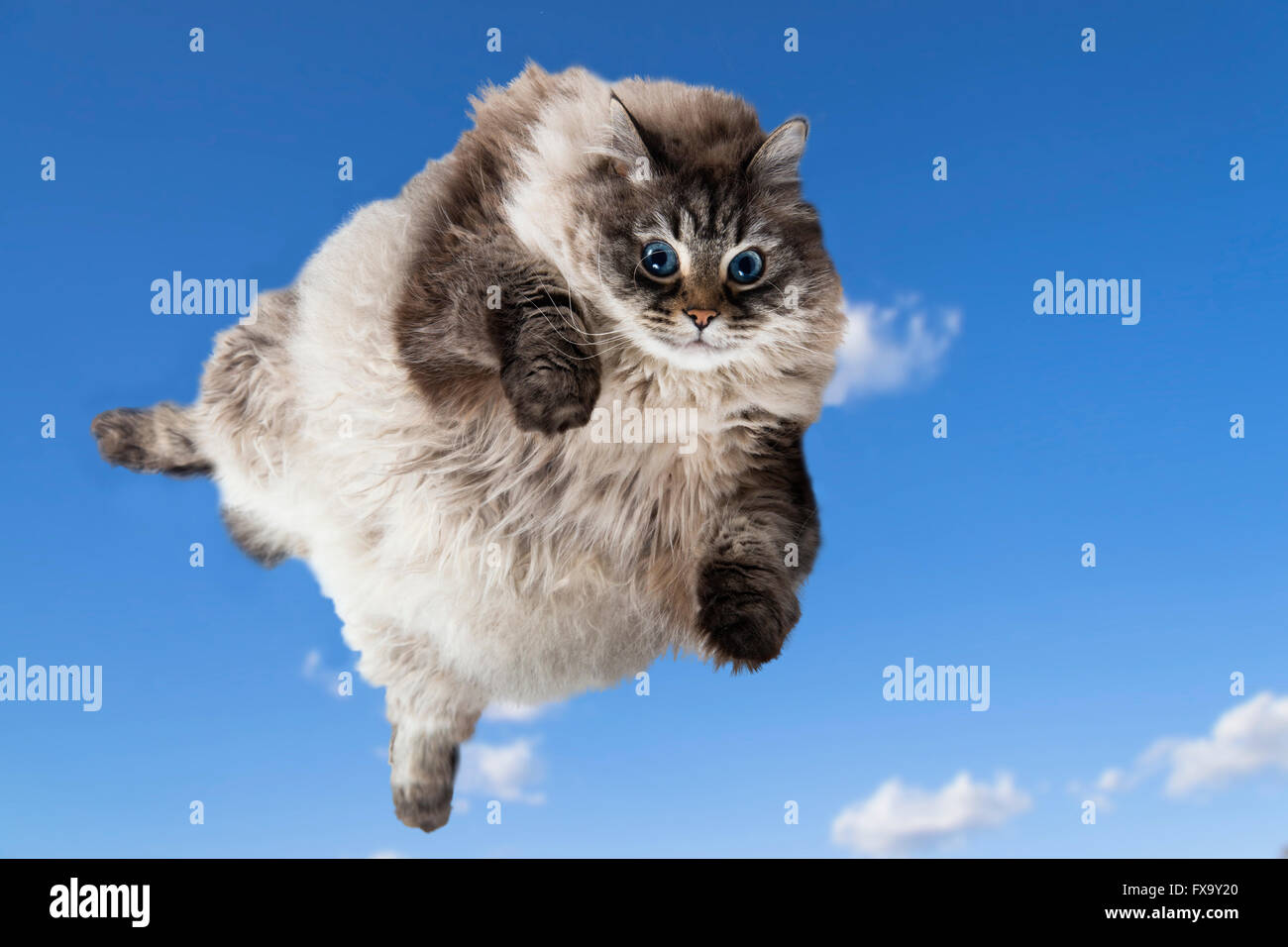 Funny cat volare nel cielo Foto Stock