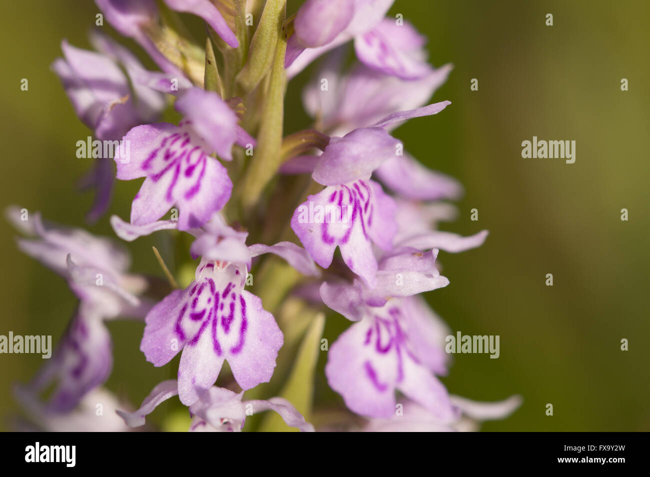 Una inquadratura ravvicinata di un comune maculato (orchidea Dactylorhiza fuchsii). Foto Stock