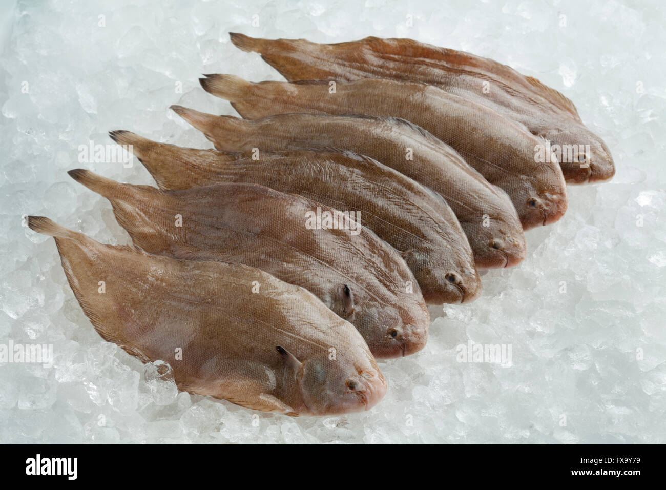Crudo fresco sogliola pesci su ghiaccio Foto Stock
