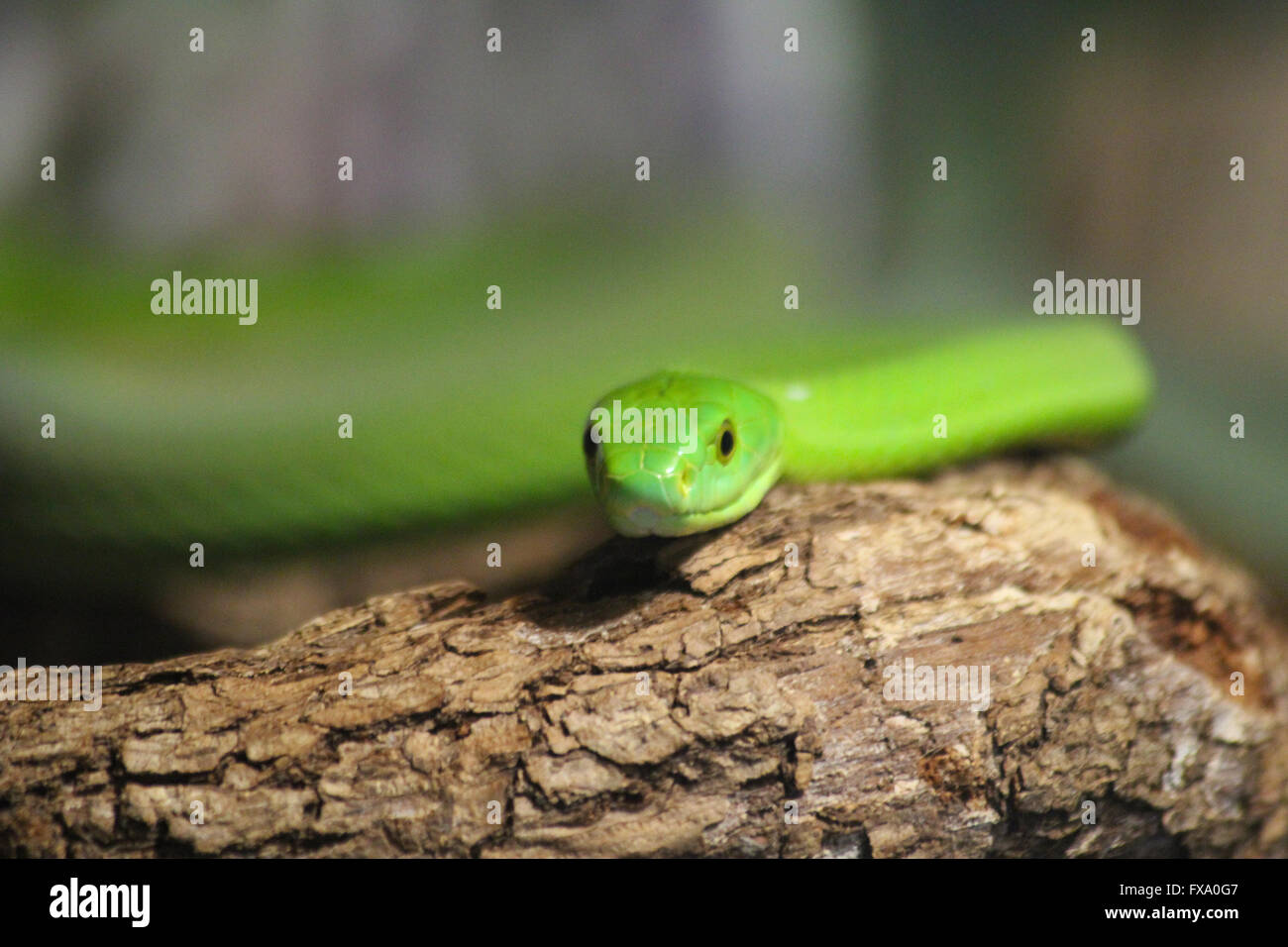 serpente verde Foto Stock
