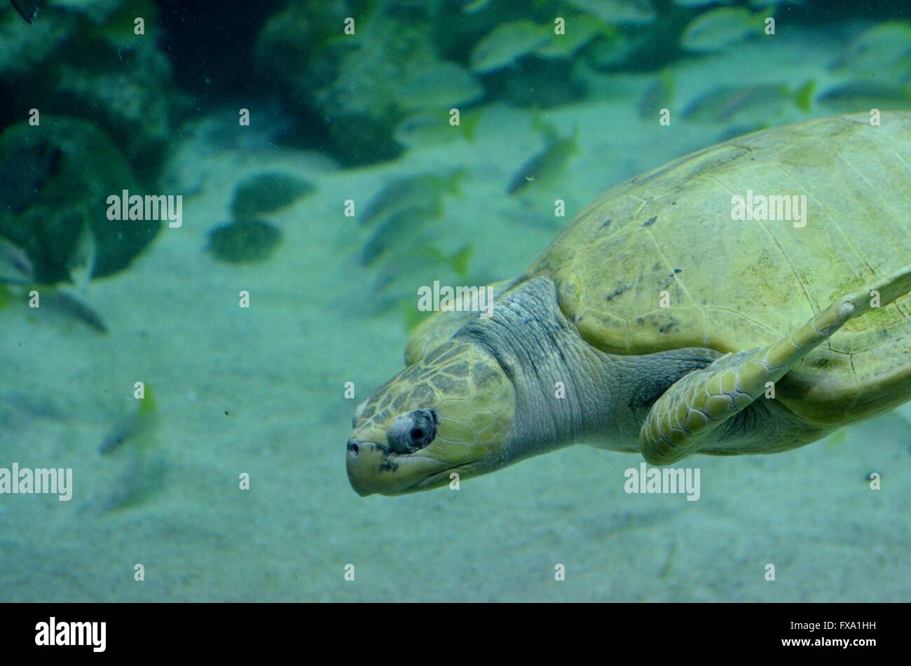 Un Olive Ridley Sea Turtle (Lepidochelys olivacea) Foto Stock