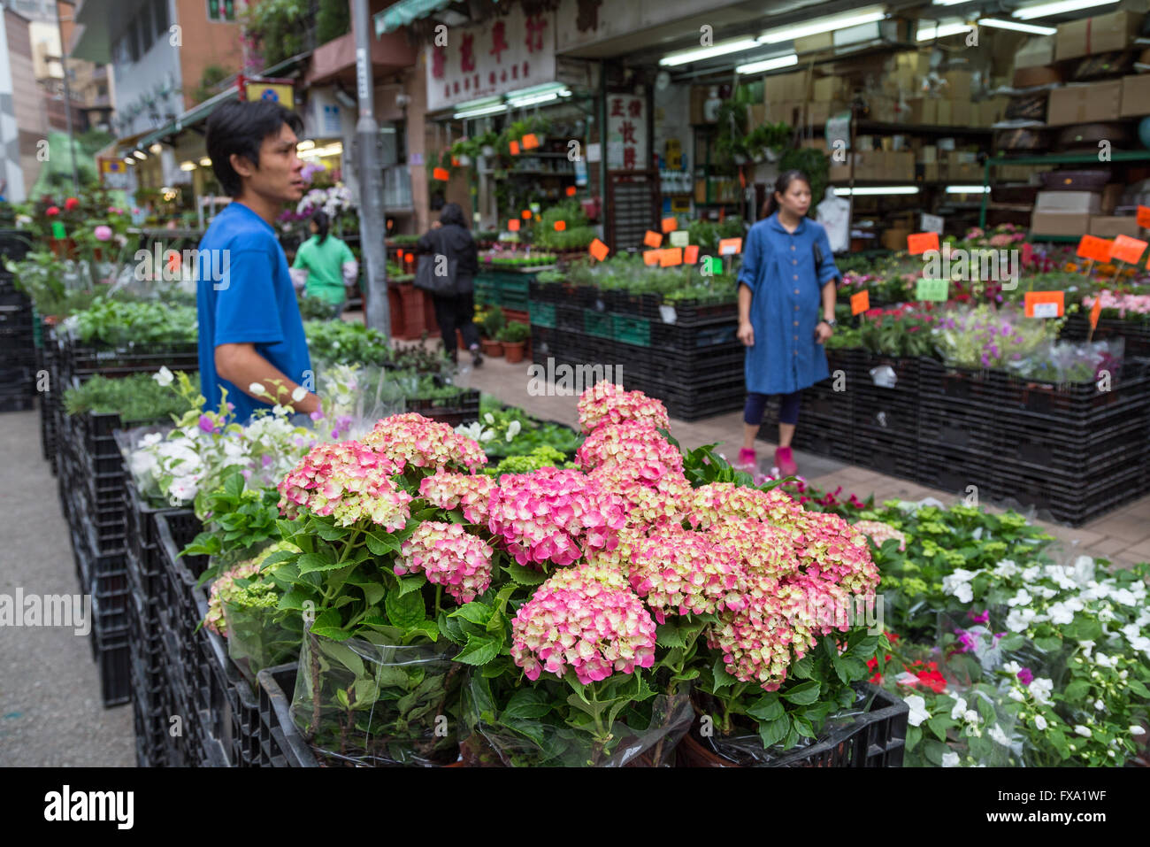 Molti fiori e piante e due addetti alla vendita presso il Mercato dei Fiori strada a Kowloon in Hong Kong, Cina. Foto Stock