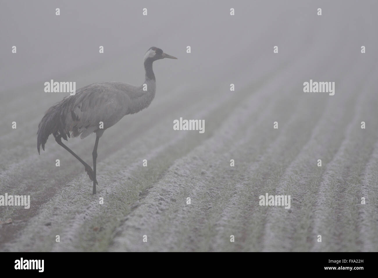 Comuni / Gru Grauer Kranich ( grus grus ) camminando su un campo di nebbia alla ricerca di cibo. Foto Stock