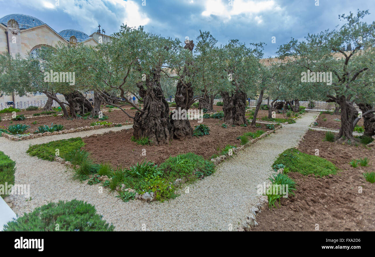 Getsemani giardino sul Monte degli Ulivi, Gerusalemme Foto Stock