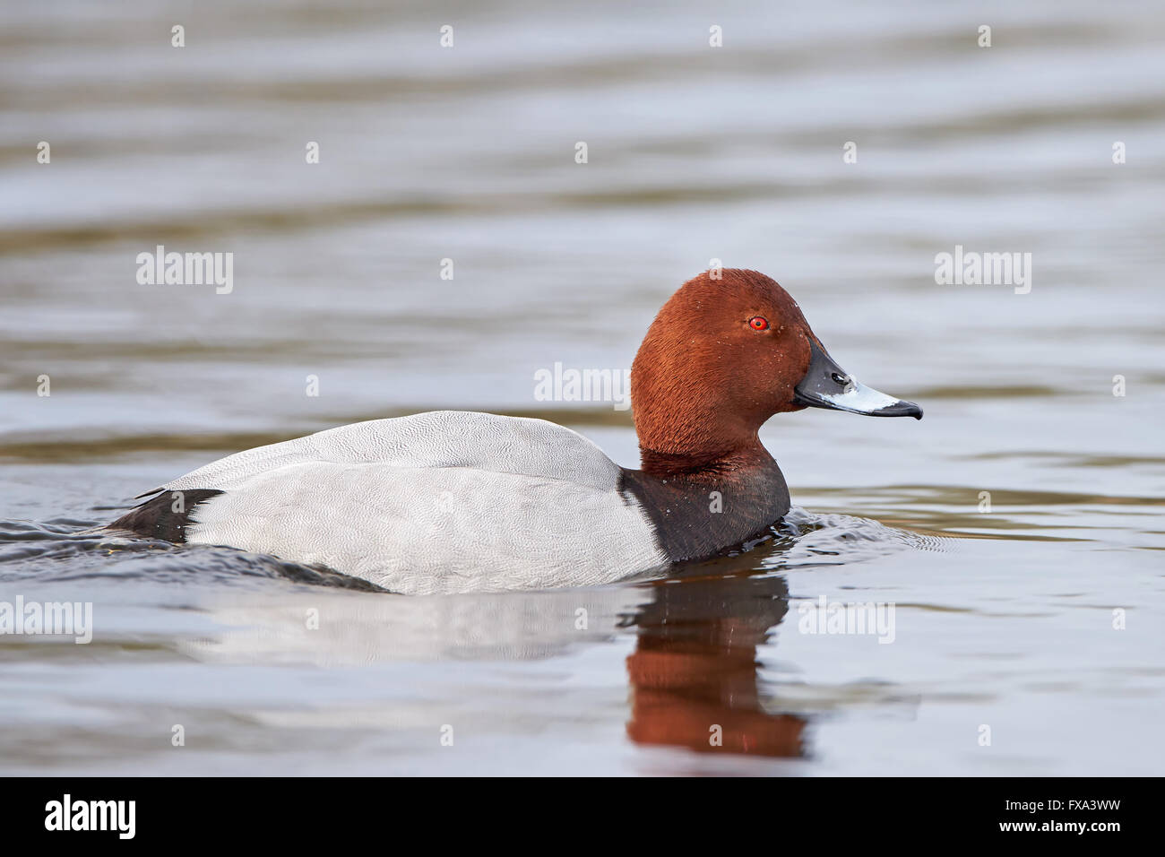 Comune di nuoto pochard nel suo habitat naturale Foto Stock