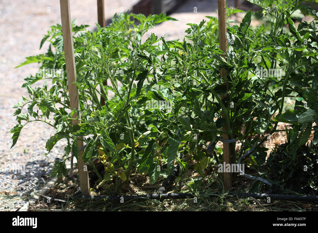 Crescendo il pomodoro in giardino Foto Stock