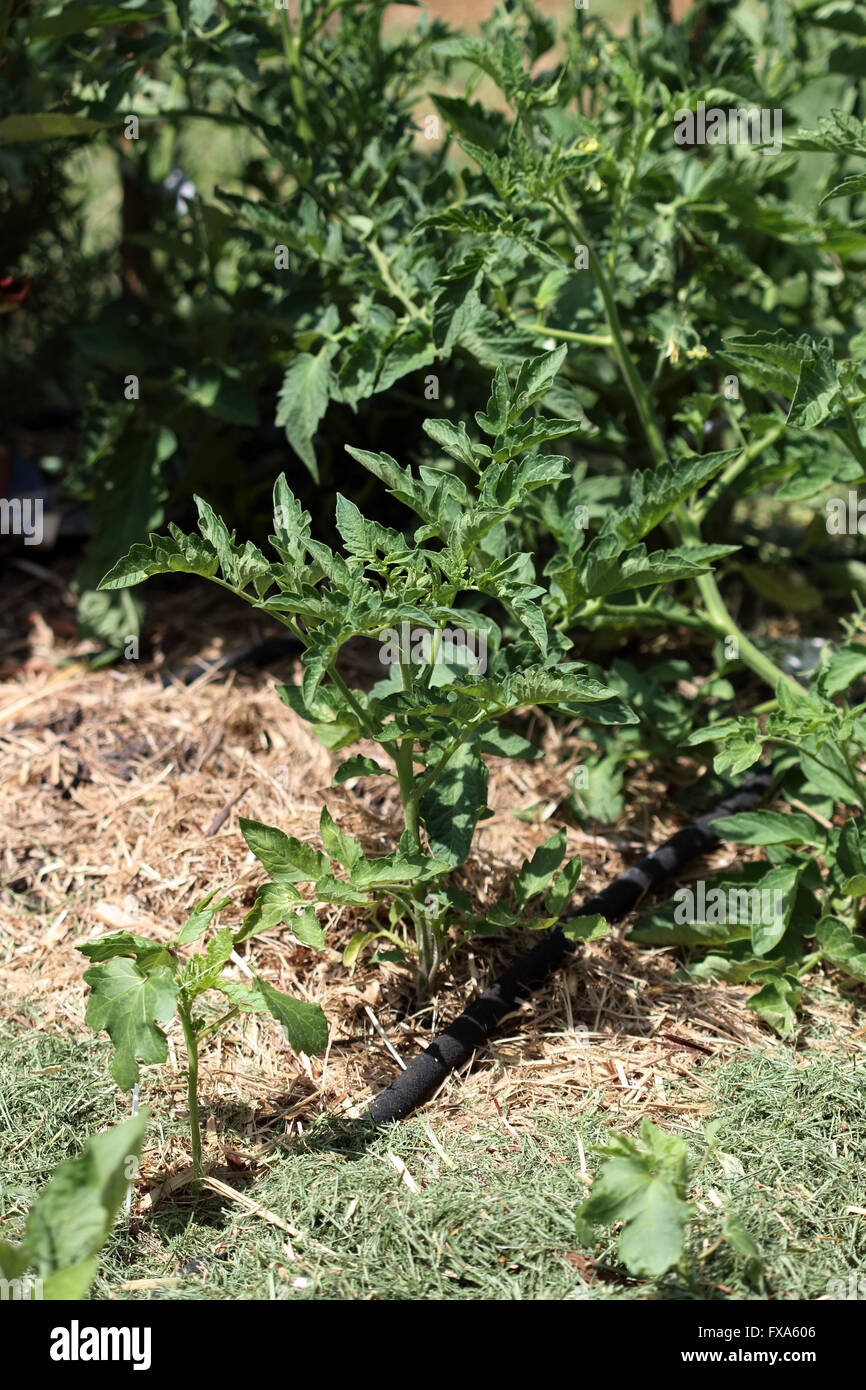 Crescendo il pomodoro in giardino Foto Stock
