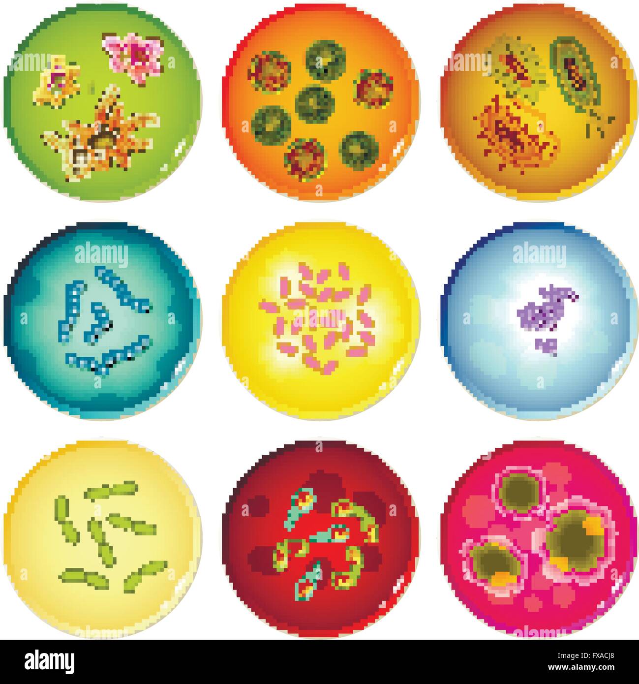 Capsule di Petri con colonie batteriche Illustrazione Vettoriale