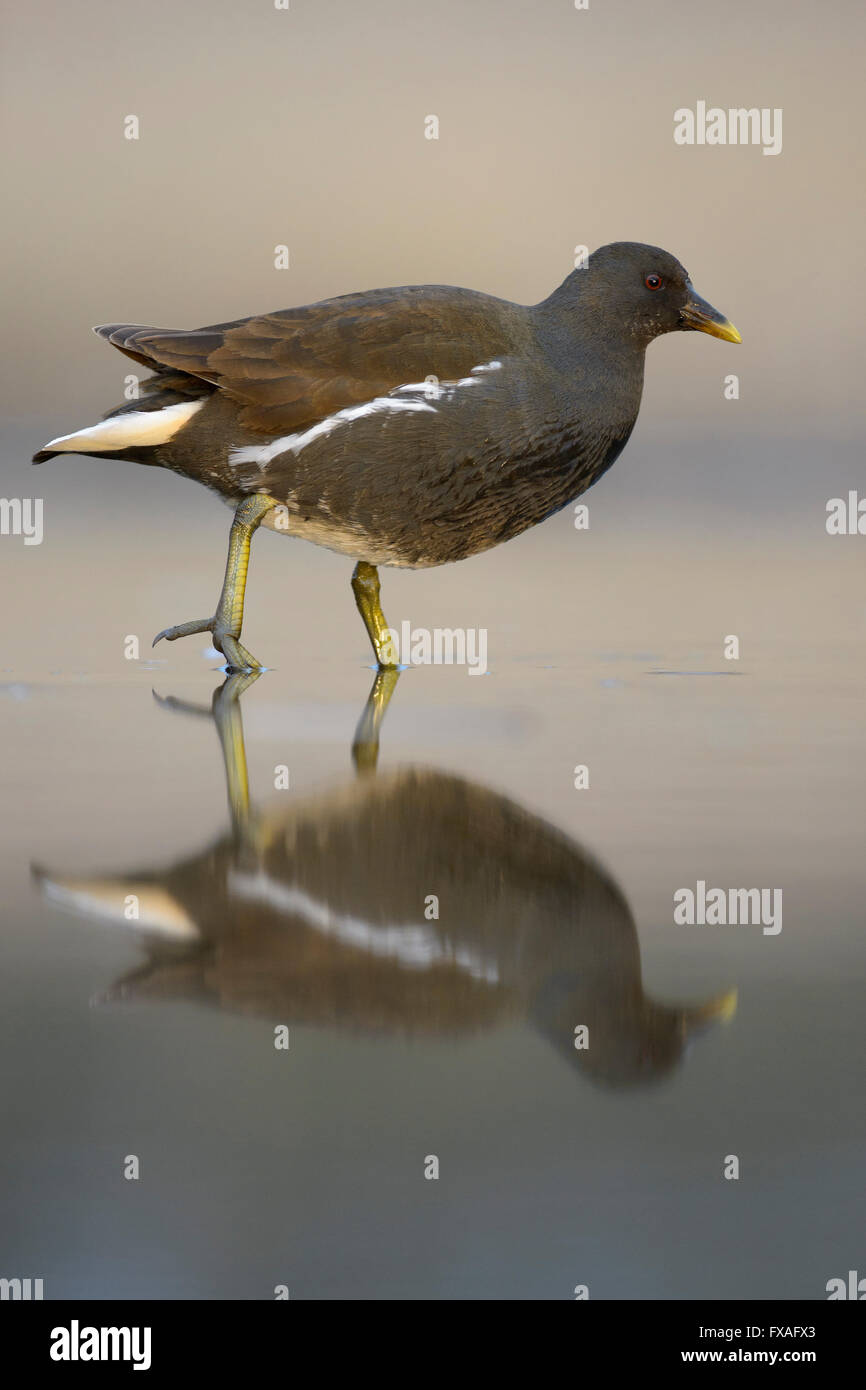 Comune (Moorhen Gallinula chloropus), piumaggio invernale, passeggiate in acqua con la riflessione, Kiskunság National Park, Ungheria Foto Stock