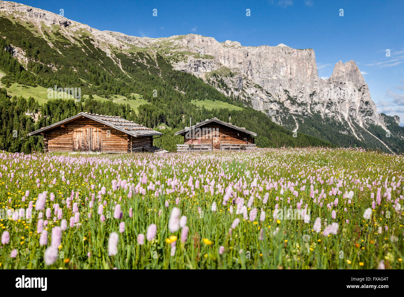 Prato di fiori in primavera sull Alpe di Siusi nel Parco Naturale Sciliar-Catinaccio, chalet, dietro il gruppo dello Sciliar con la Foto Stock