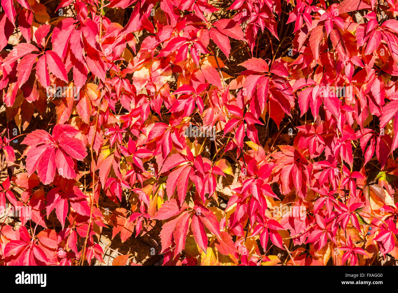 Foglie rosse della Virginia di superriduttore (Parthenocissus quinqefolia) in autunno, in Sassonia, Germania Foto Stock