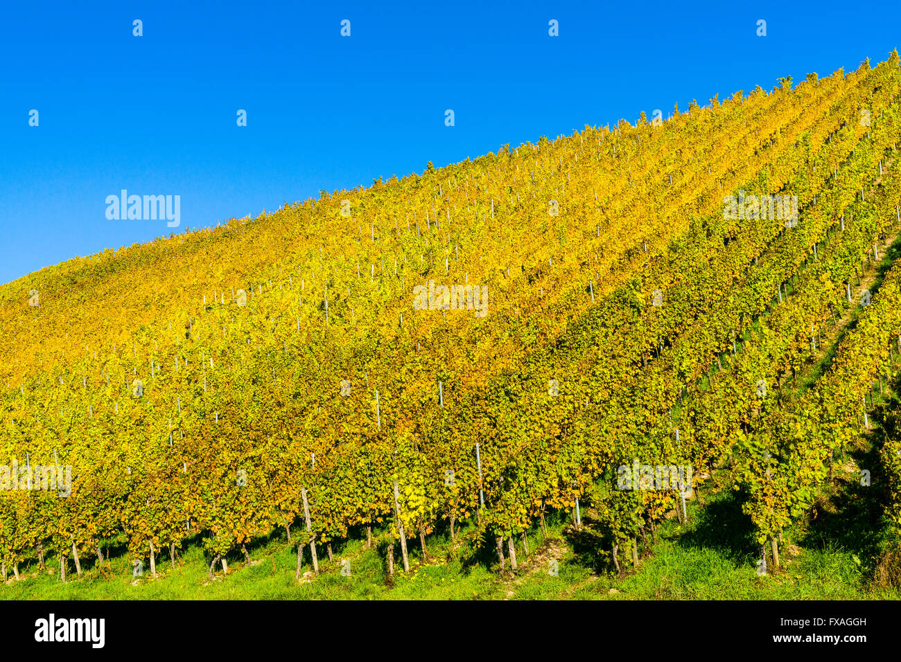 Colorato in giallo vigneto alle pendici del fiume Main in autunno, bei Ochsenfurt, Baviera, Germania Foto Stock