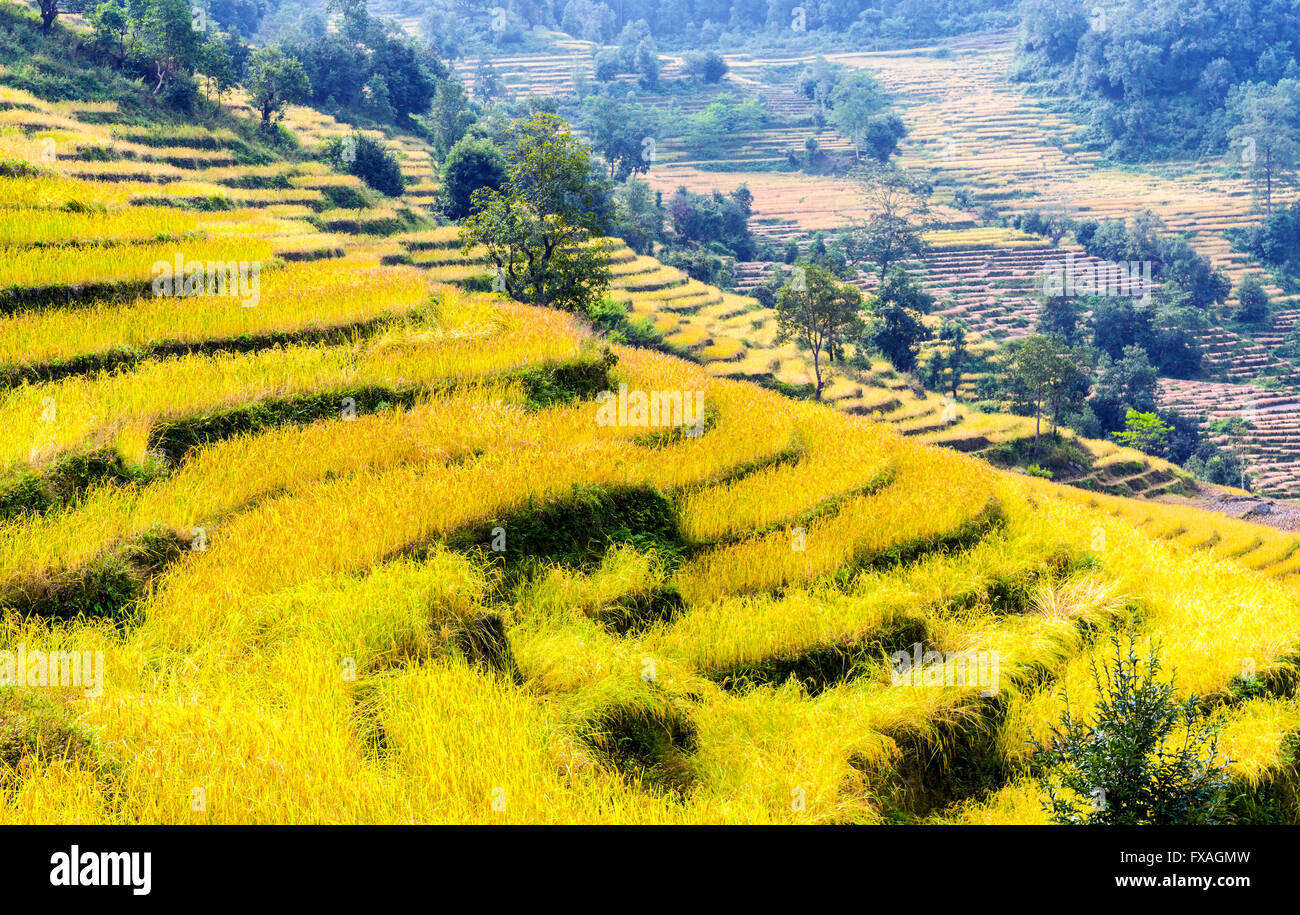 Verdi campi terrazzati in Arun Valle di Nadi, Chewabesi, Purwanchal, Nepal Foto Stock