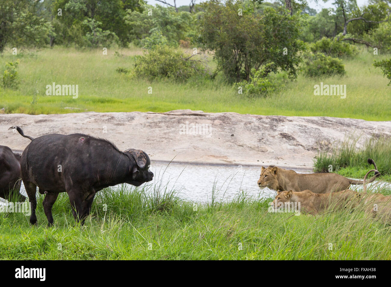 I Lions (Panthera leo) caccia un a Buffalo (Syncerus caffer) a waterhole Foto Stock