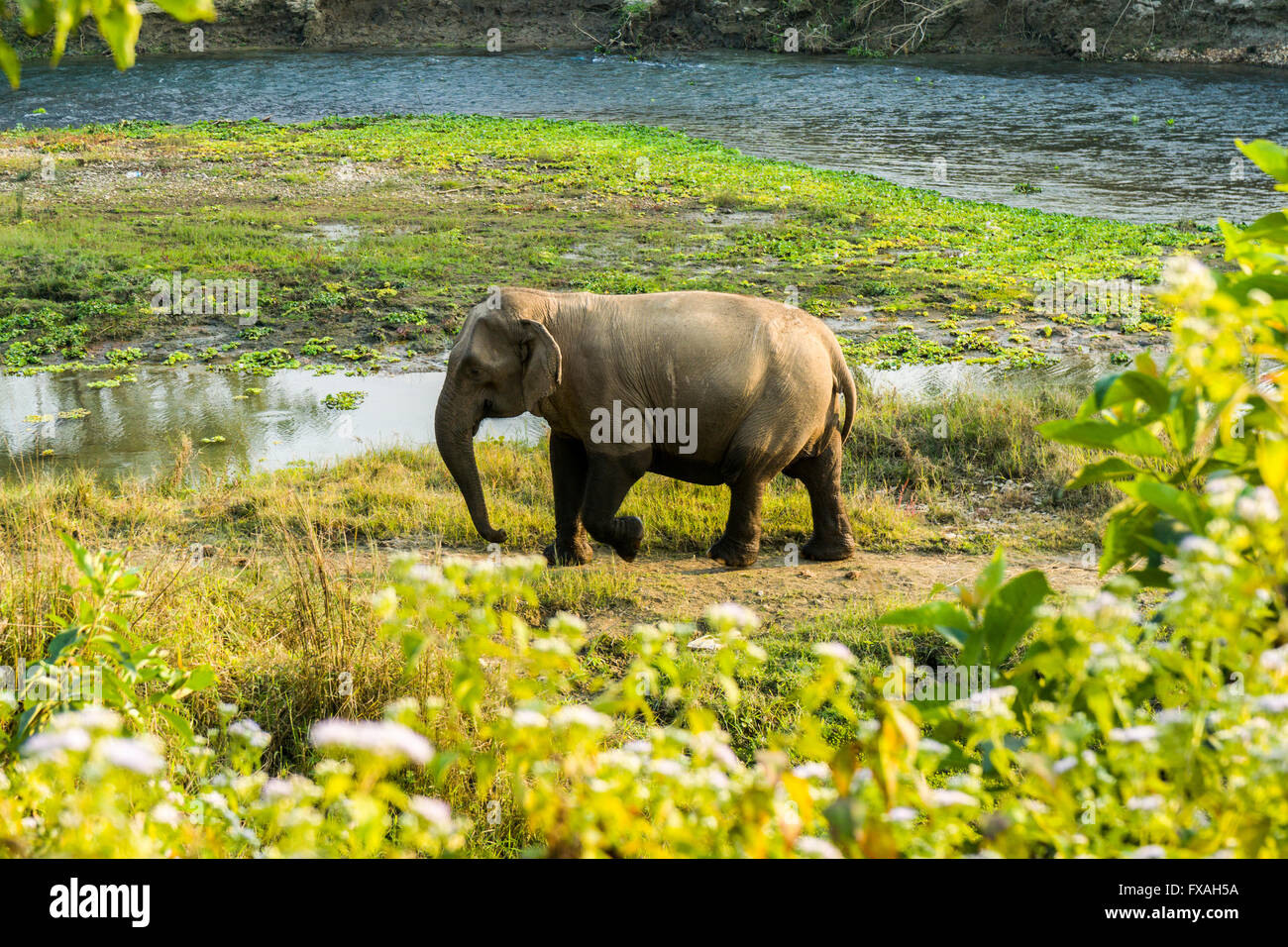 Femmina selvatica elefante Asiatico (Elephas maximus) passeggiate lungo il fiume poco profondo, Sauraha, Chitwan, Nepal Foto Stock