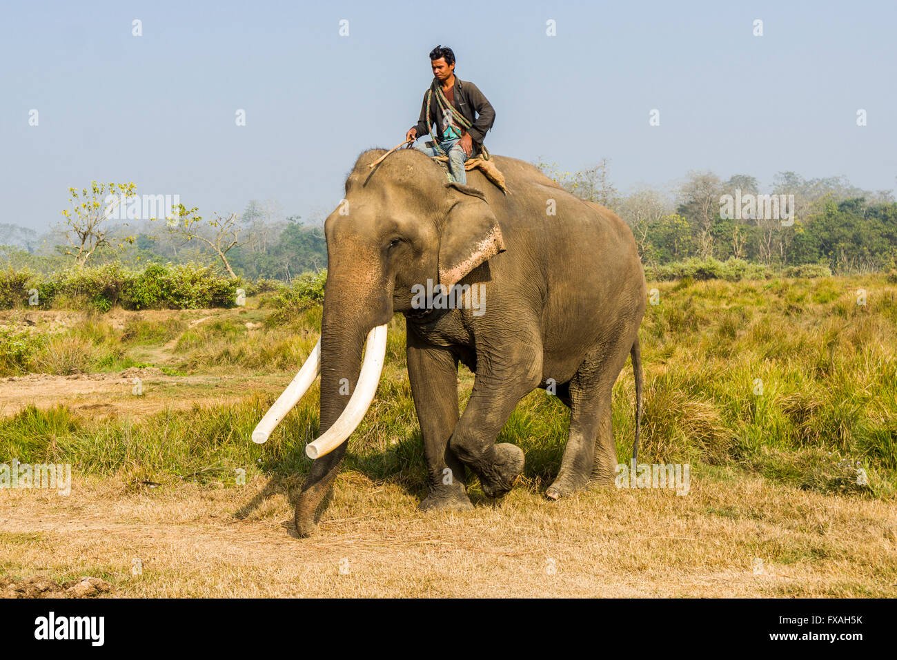 Addomesticazione maschio di elefante asiatico (Elephas maximus) con grandi zanne bianco, passeggiate attraverso prati, Sauraha, Chitwan, Nepal Foto Stock