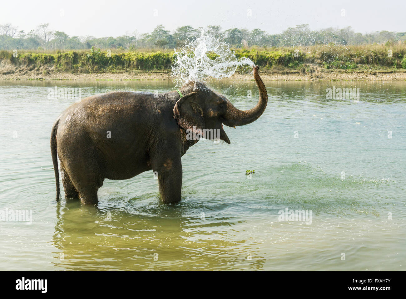 Addomesticazione elefante Asiatico (Elephas maximus) in piedi nel fiume poco profondo, la doccia, Sauraha, Chitwan, Nepal Foto Stock