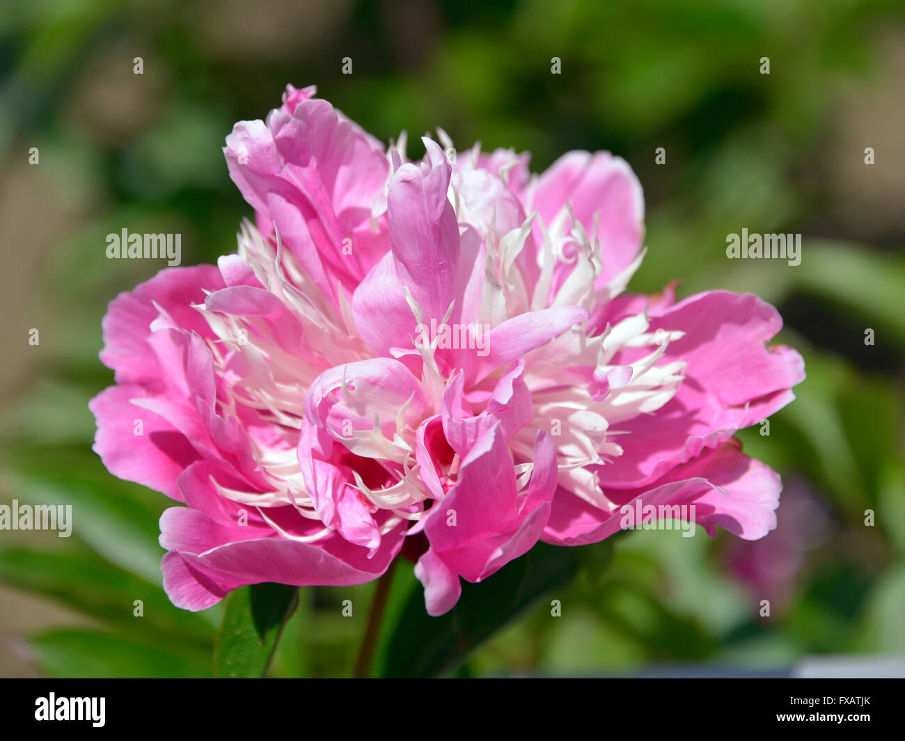 Closeup rosa peonia cinese fiore (Paeonia lactiflora) su sfondo verde Foto Stock