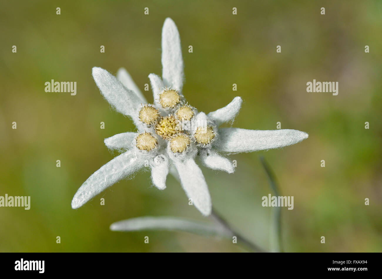 Macro di fiori edelweiss (Leontopodium alpinum) nelle Alpi francesi a La Plagne, dipartimento della Savoia. Foto Stock