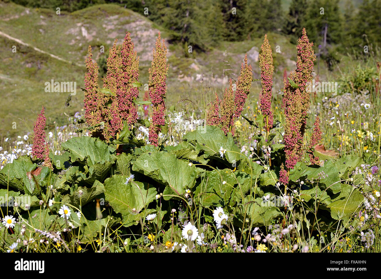 Alpine fiore dock (Rumex alpinus) nei pressi di La Plagne nelle Alpi francesi Foto Stock