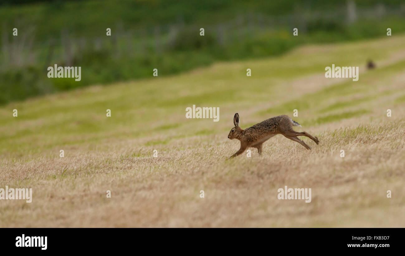 Lepre marrone, Lepus Europaeus, che corre su un campo corto. Foto Stock