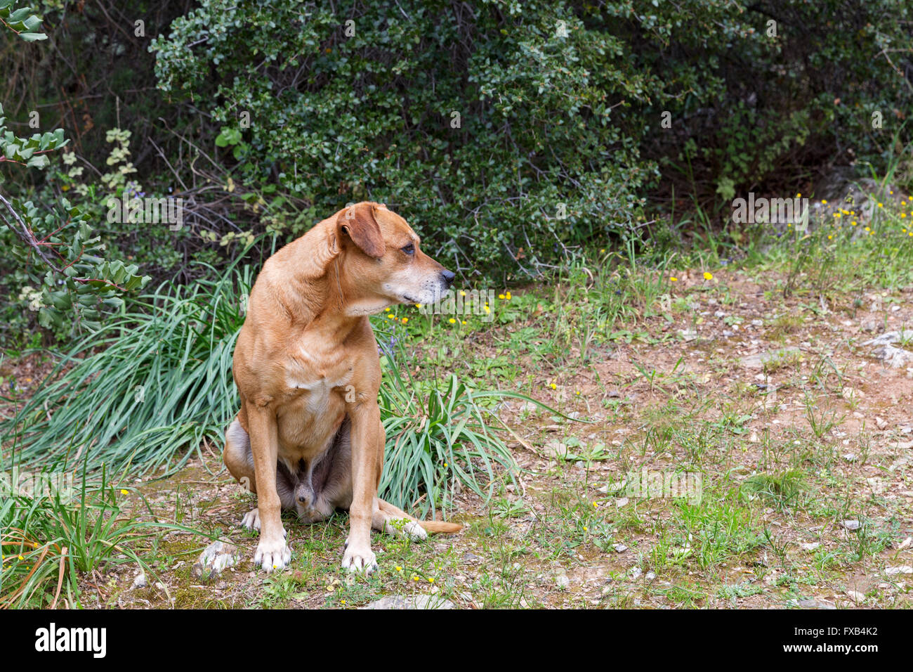 Senzatetto dog sitter sul prato vicino alla foresta Foto Stock