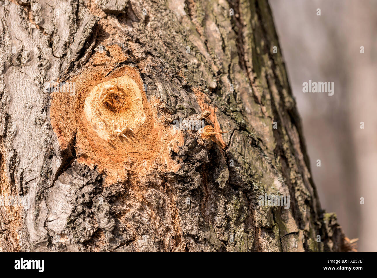 Dettaglio di un ramo tagliato su un tronco di albero Foto Stock