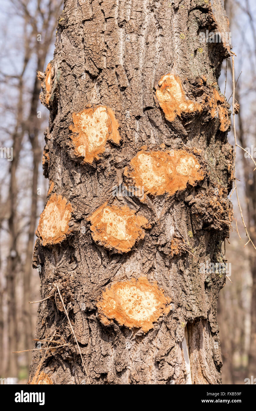 Dettaglio di un ramo tagliato su un tronco di albero Foto Stock