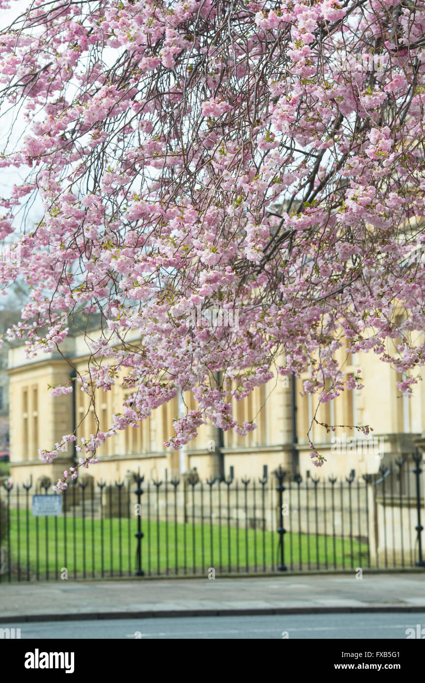 Prunus. Ciliegio in fiore infront di Cheltenham town hall. Cheltenham, Gloucestershire, Inghilterra Foto Stock