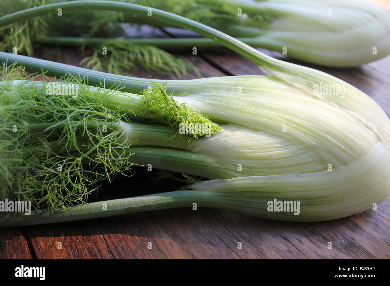 Organico fresco finocchio Foto Stock