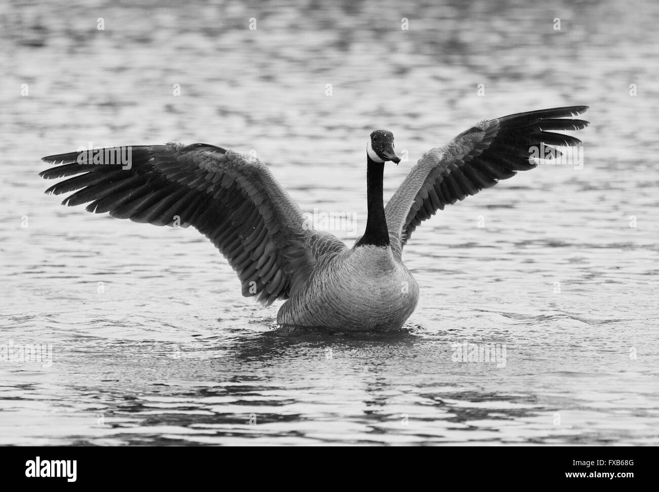 Bella in bianco e nero foto isolato del Canada Goose nel lago con le ali aperte Foto Stock